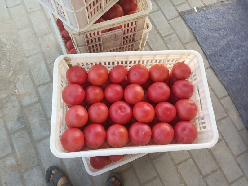 硬粉西红柿