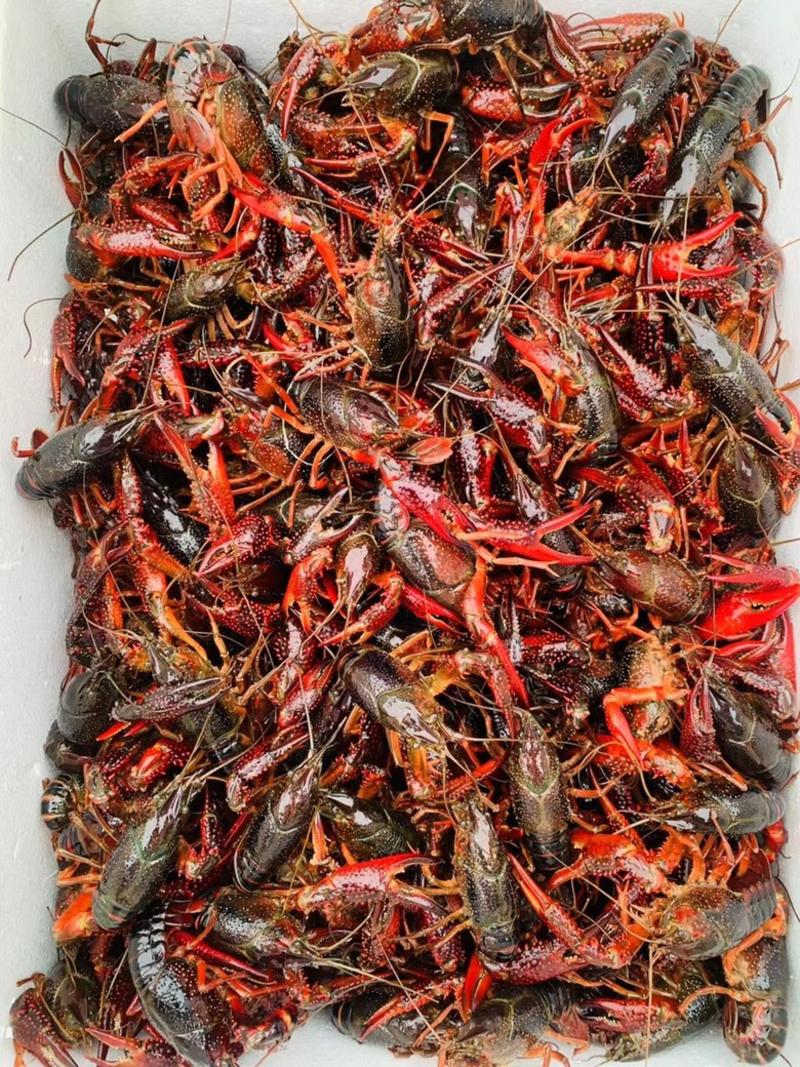 江苏兴化精品蟹塘虾，全国可发货，一件直达