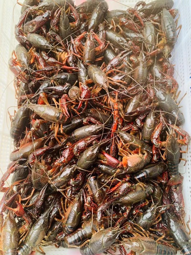 江苏兴化精品蟹塘虾，全国可发货，一件直达