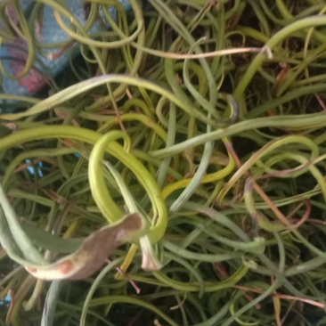 化石草