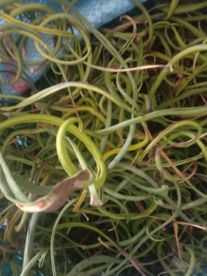 化石草