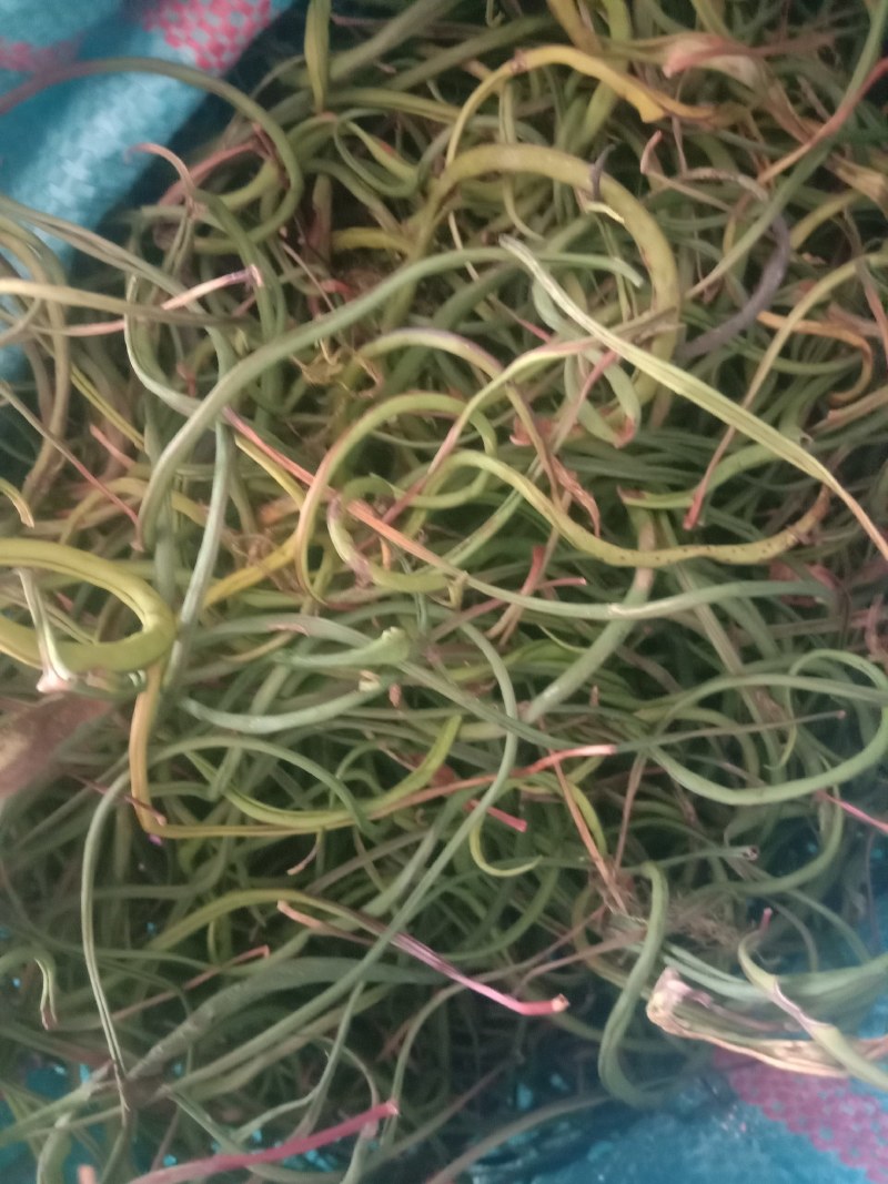 化石草