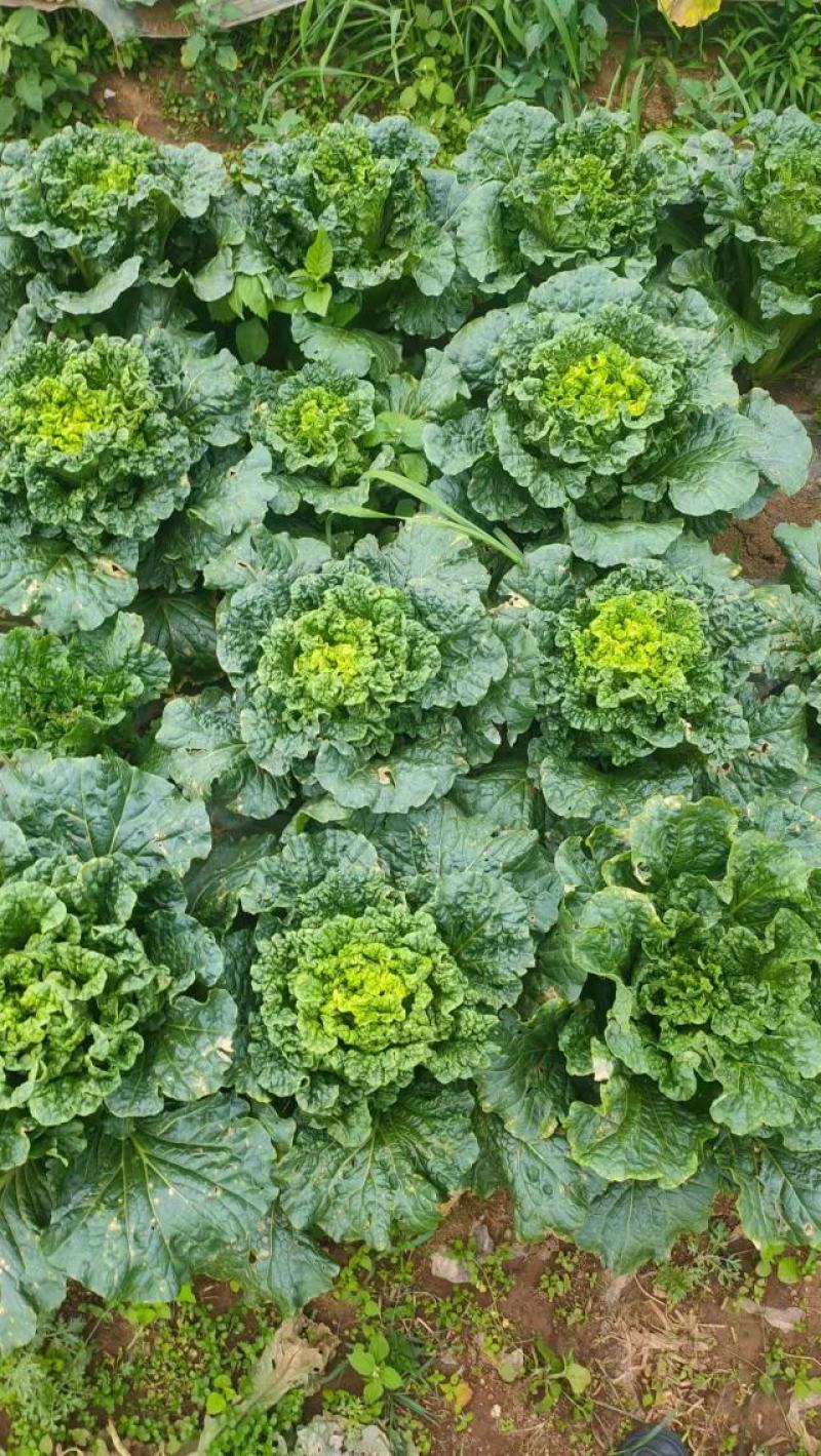 青麻叶白菜长期稳定供应