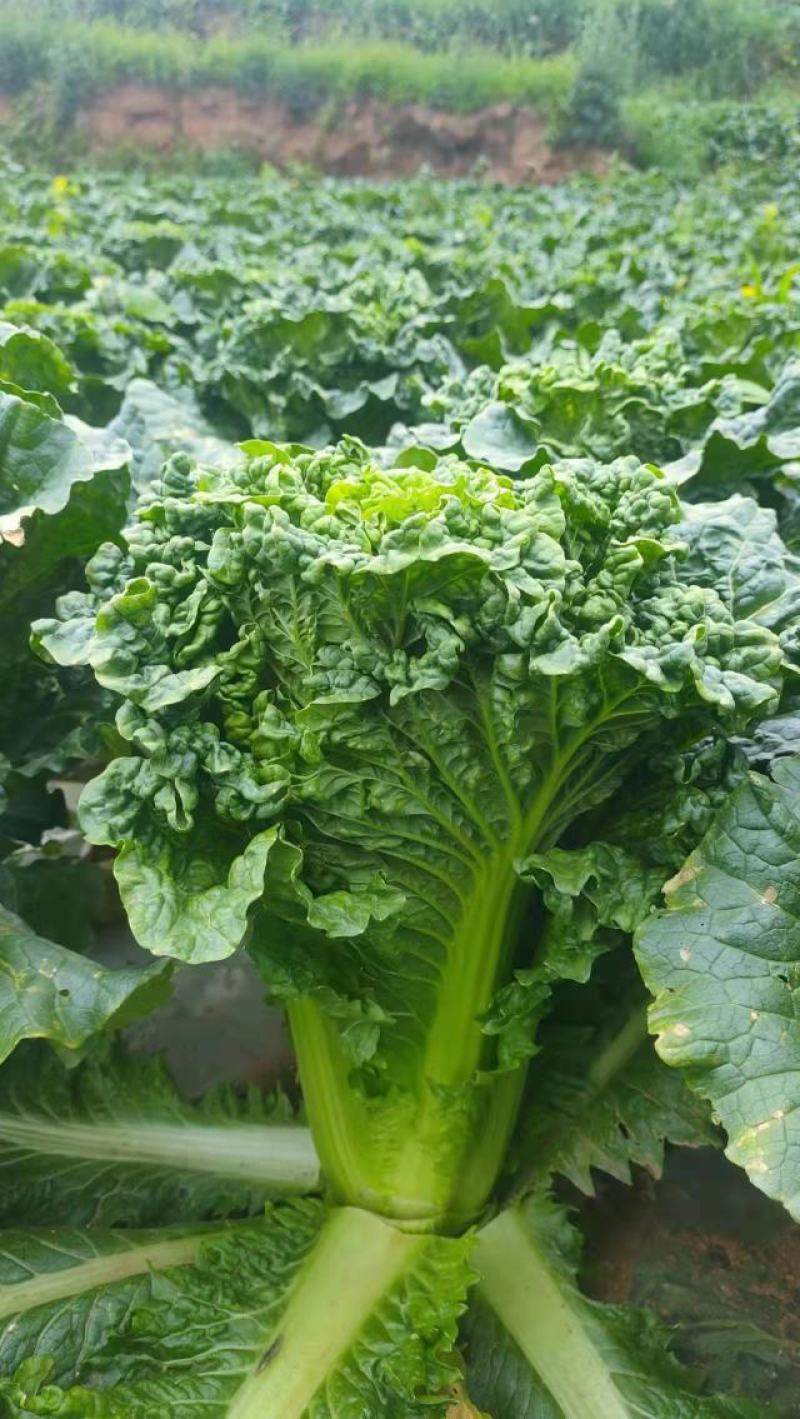 青麻叶白菜长期稳定供应