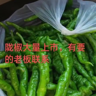 刚上市的鲜辣椒