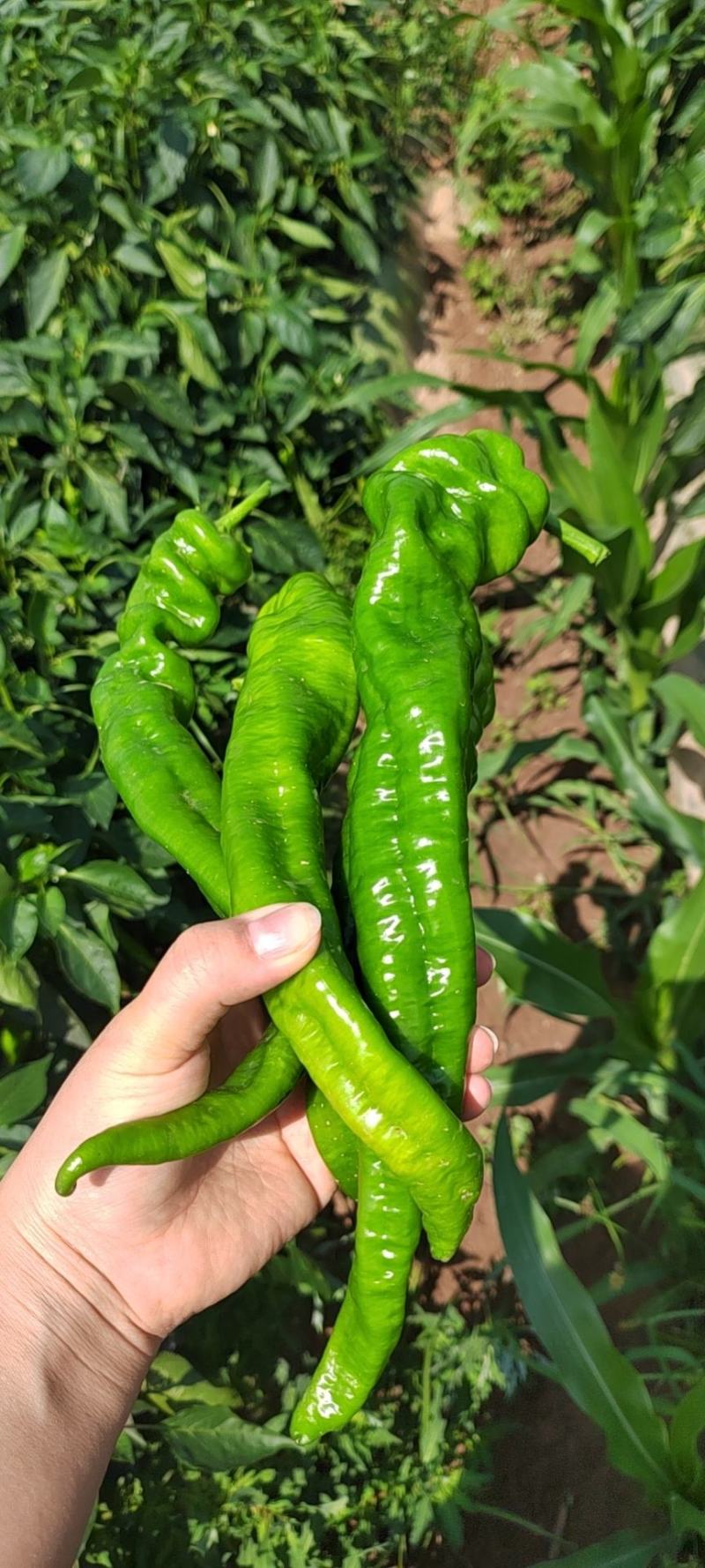 宁夏螺丝椒椒椒精品