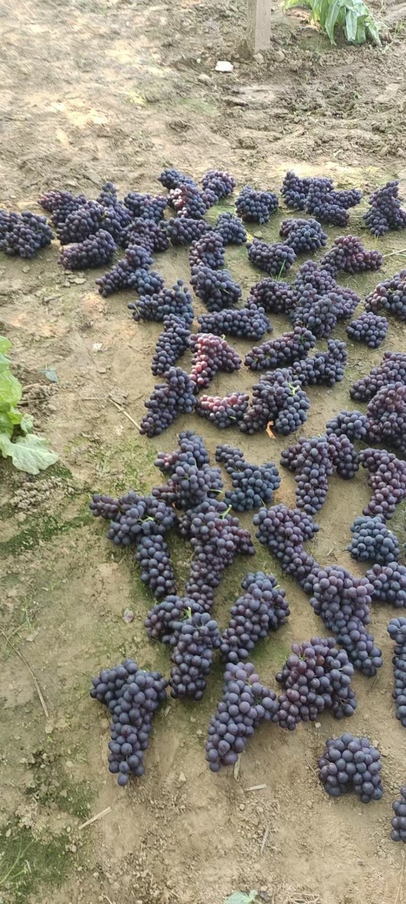 玫瑰香葡萄
