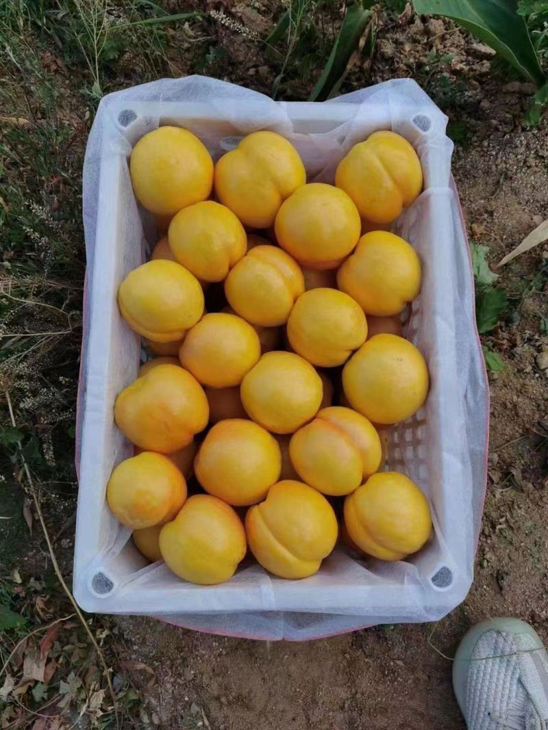 黄油桃，精品，几万亩，产地直发，临沂，费县