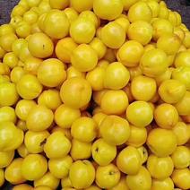 黄油桃，精品，几万亩，产地直发，临沂，费县