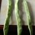 扁豆，蔬菜，大扁豆，成天无公害食品，蔬菜