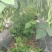 扁豆，蔬菜，大扁豆，成天无公害食品，蔬菜