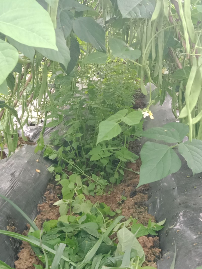 扁豆，蔬菜，大扁豆，成天无公害食品，蔬菜