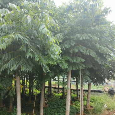 大量现货复羽叶5分栾树