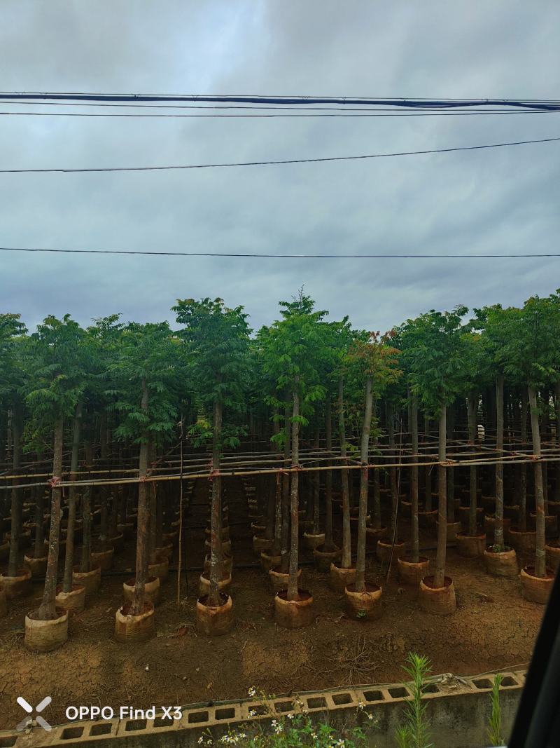 大量现货复羽叶5分栾树
