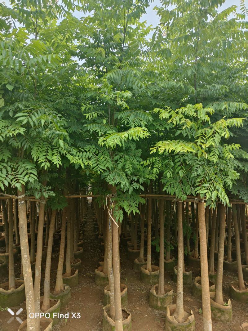 大量现货复羽叶5分栾树