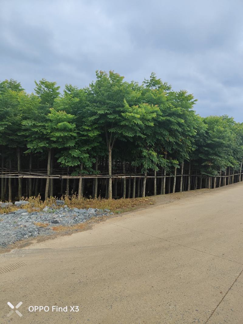 大量现货复羽叶5分栾树