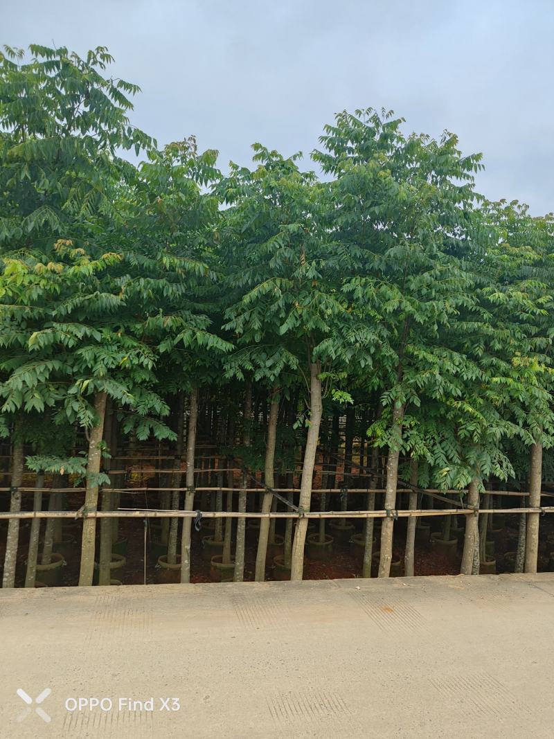 大量现货复羽叶5分栾树