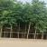 大量现货复羽叶5分栾树