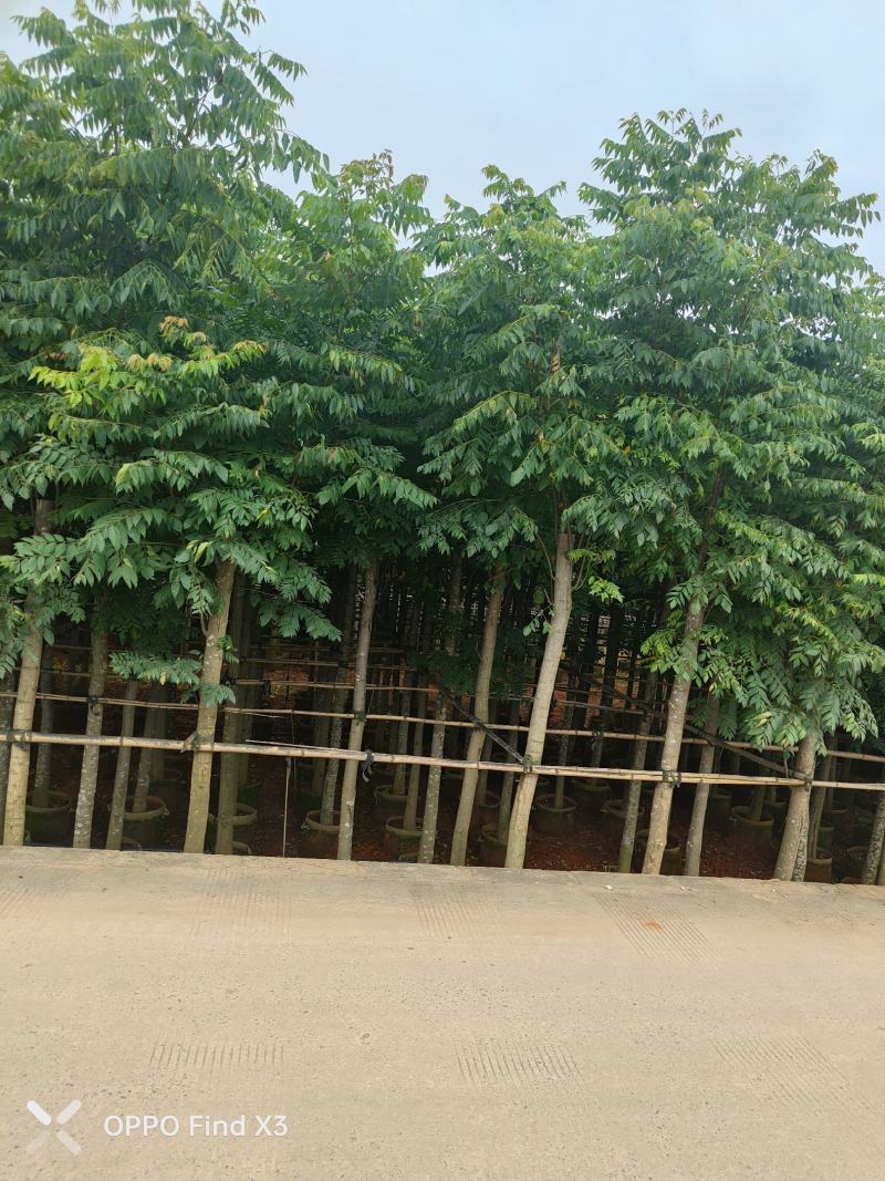 大量现货复羽叶5分栾树