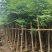 大量现货复羽叶5分栾树