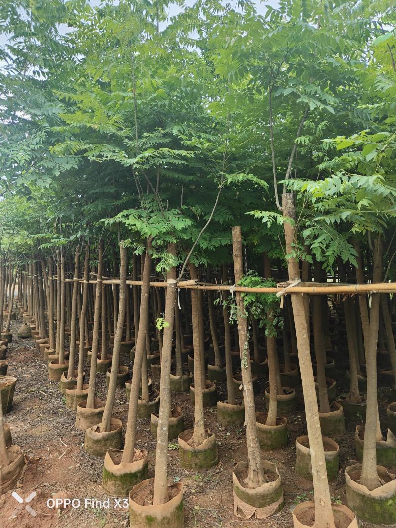 大量现货复羽叶5分栾树