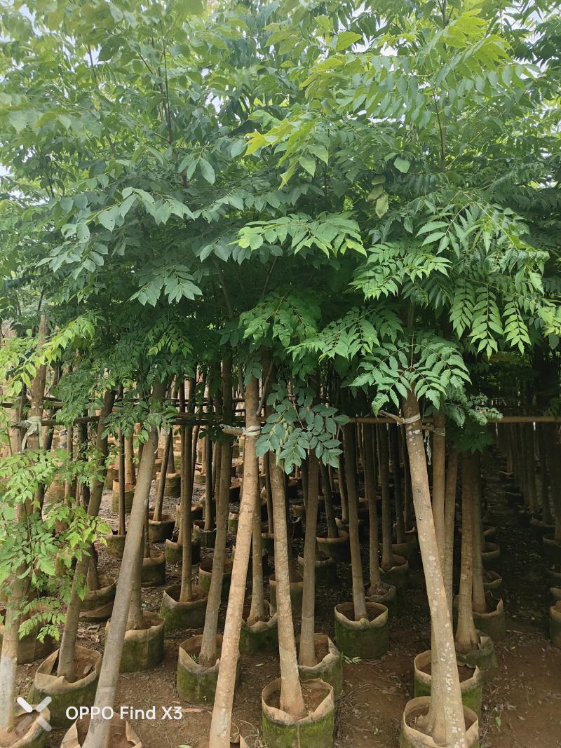 大量现货复羽叶5分栾树