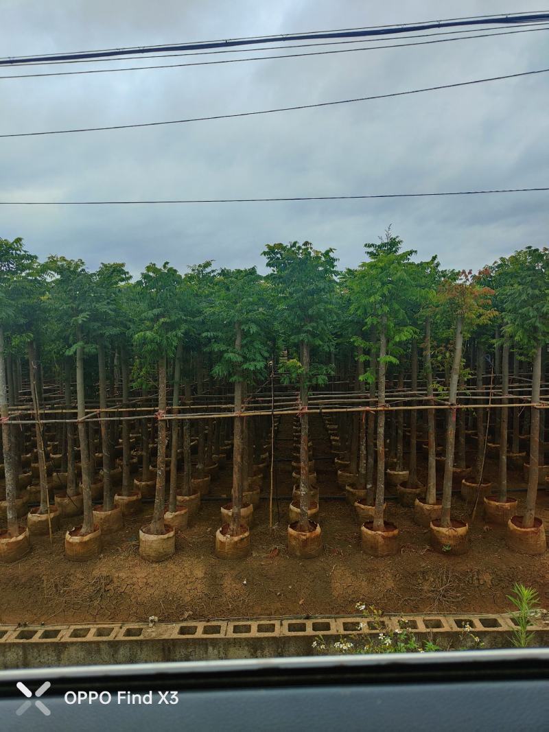 大量现货复羽叶5分栾树