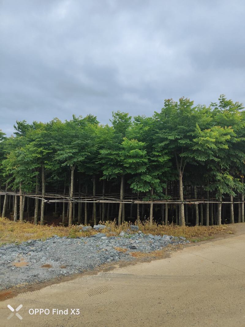 大量现货复羽叶5分栾树