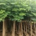 大量现货复羽叶5分栾树