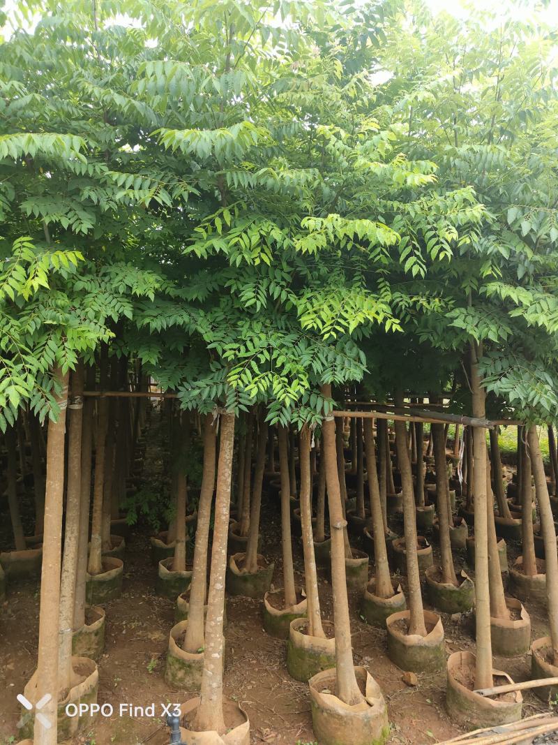 大量现货复羽叶5分栾树
