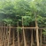 大量现货复羽叶5分栾树