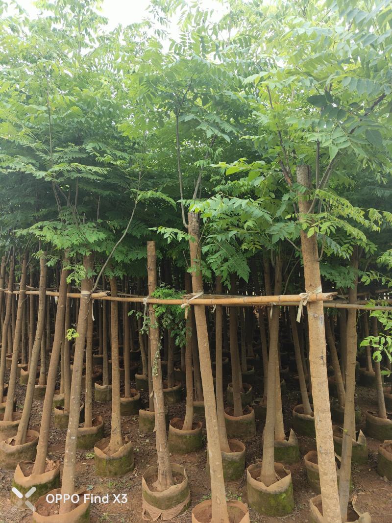 大量现货复羽叶5分栾树