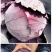 红色甘蓝种子紫衣甘蓝种子紫红包菜种子莲花白种子