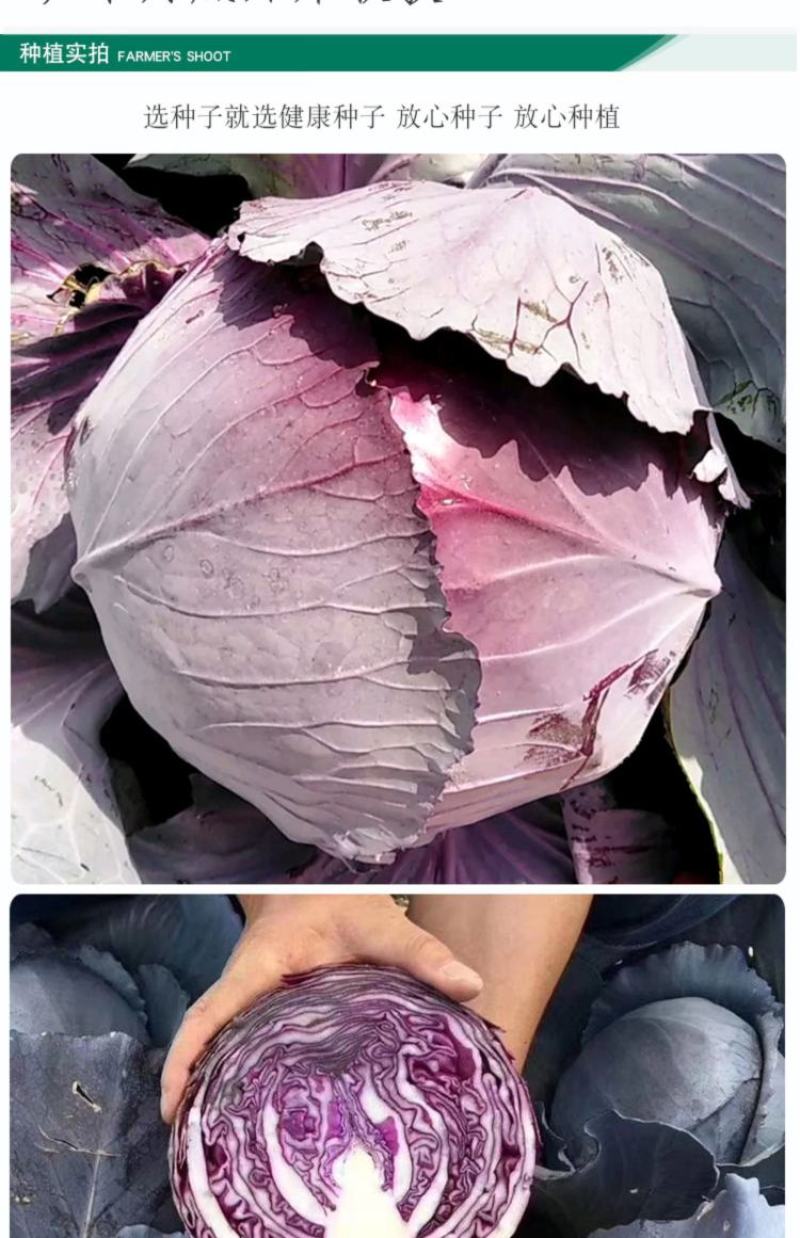 红色甘蓝种子紫衣甘蓝种子紫红包菜种子莲花白种子