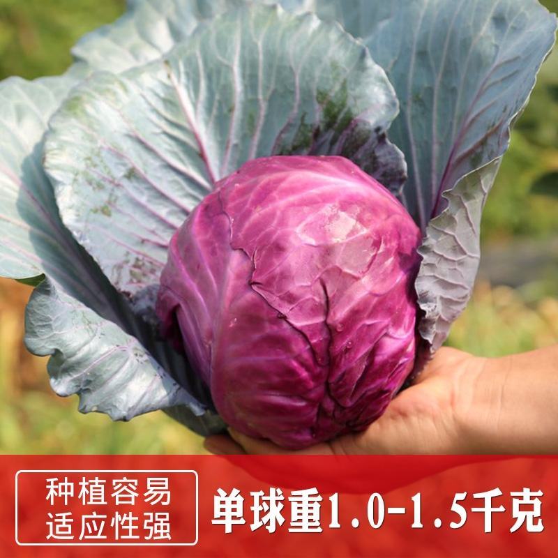 红色甘蓝种子紫衣甘蓝种子紫红包菜种子莲花白种子