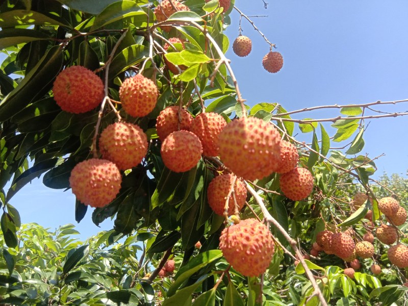 桂味，凤花，量大，价格有优惠