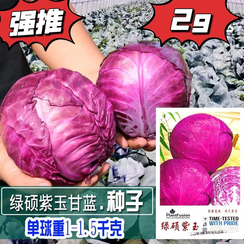 红色甘蓝种子紫衣甘蓝种子紫红包菜种子莲花白种子