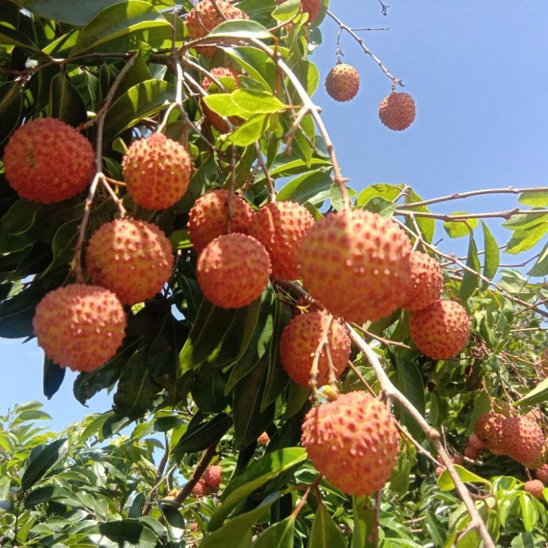 桂味，凤花，量大，价格有优惠