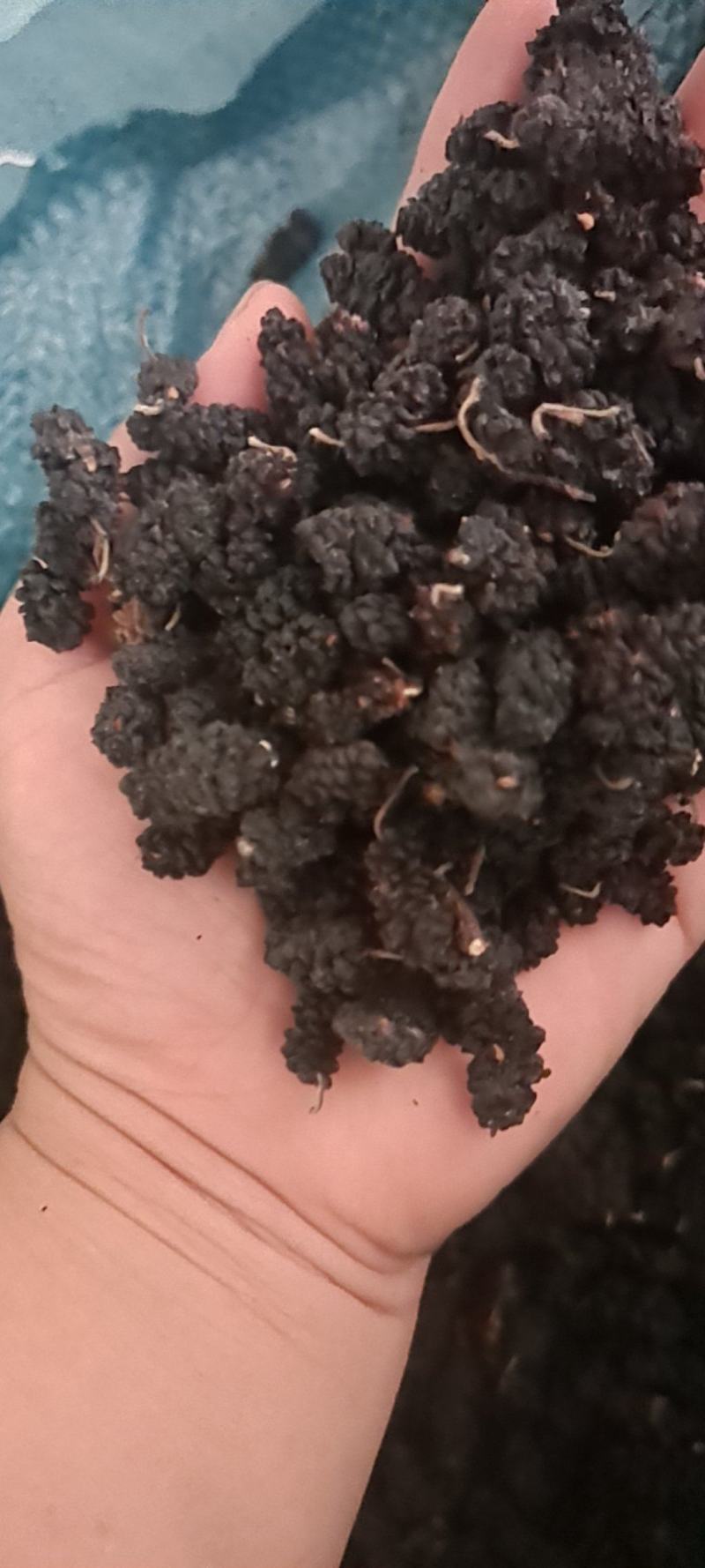 【精品】河北黑珍珠桑葚干药材货，量大从优，物美价廉