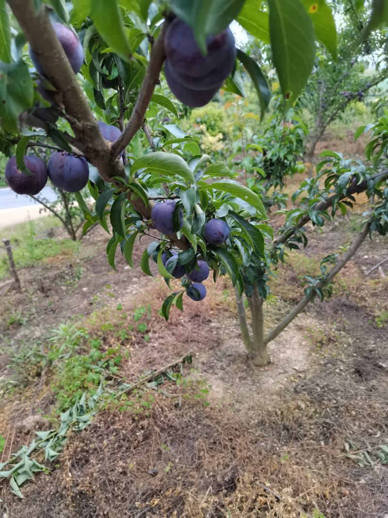 五月脆，半边红，大量上市