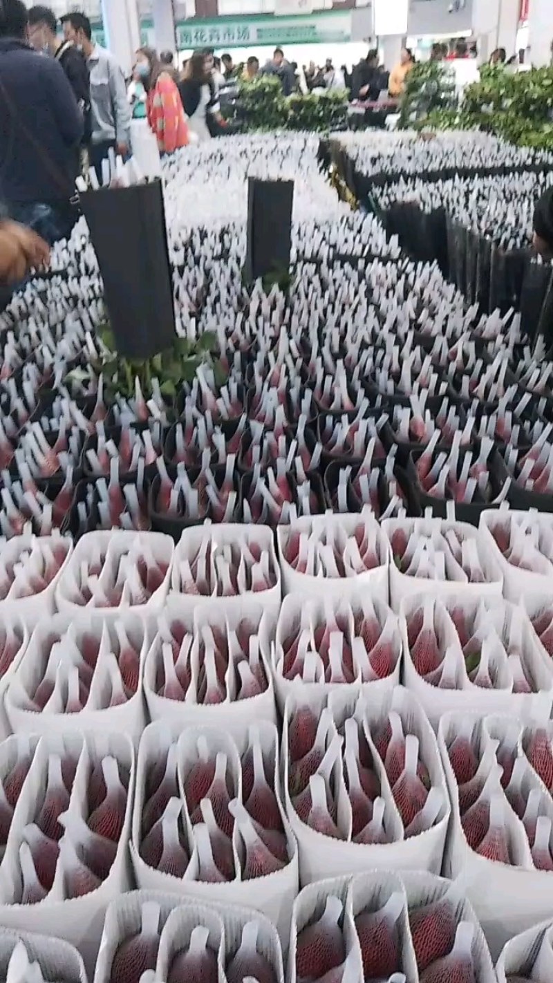彩玫各种色齐全，洛神，高原红，卡布奇诺，高盛弗洛伊德香槟