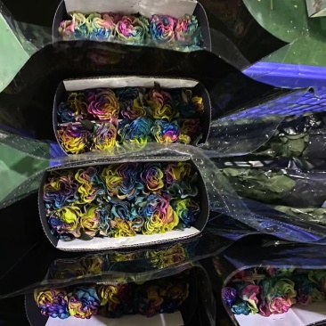 彩玫各种色齐全，洛神，高原红，卡布奇诺，高盛弗洛伊德香槟
