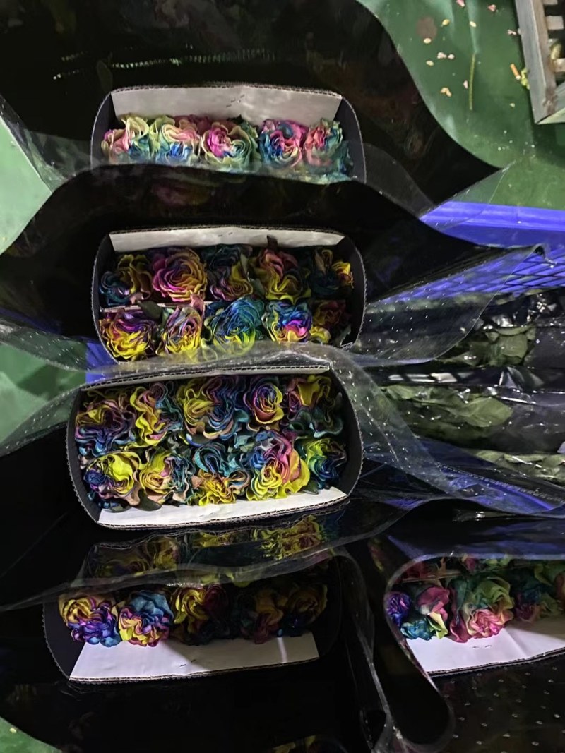 彩玫各种色齐全，洛神，高原红，卡布奇诺，高盛弗洛伊德香槟