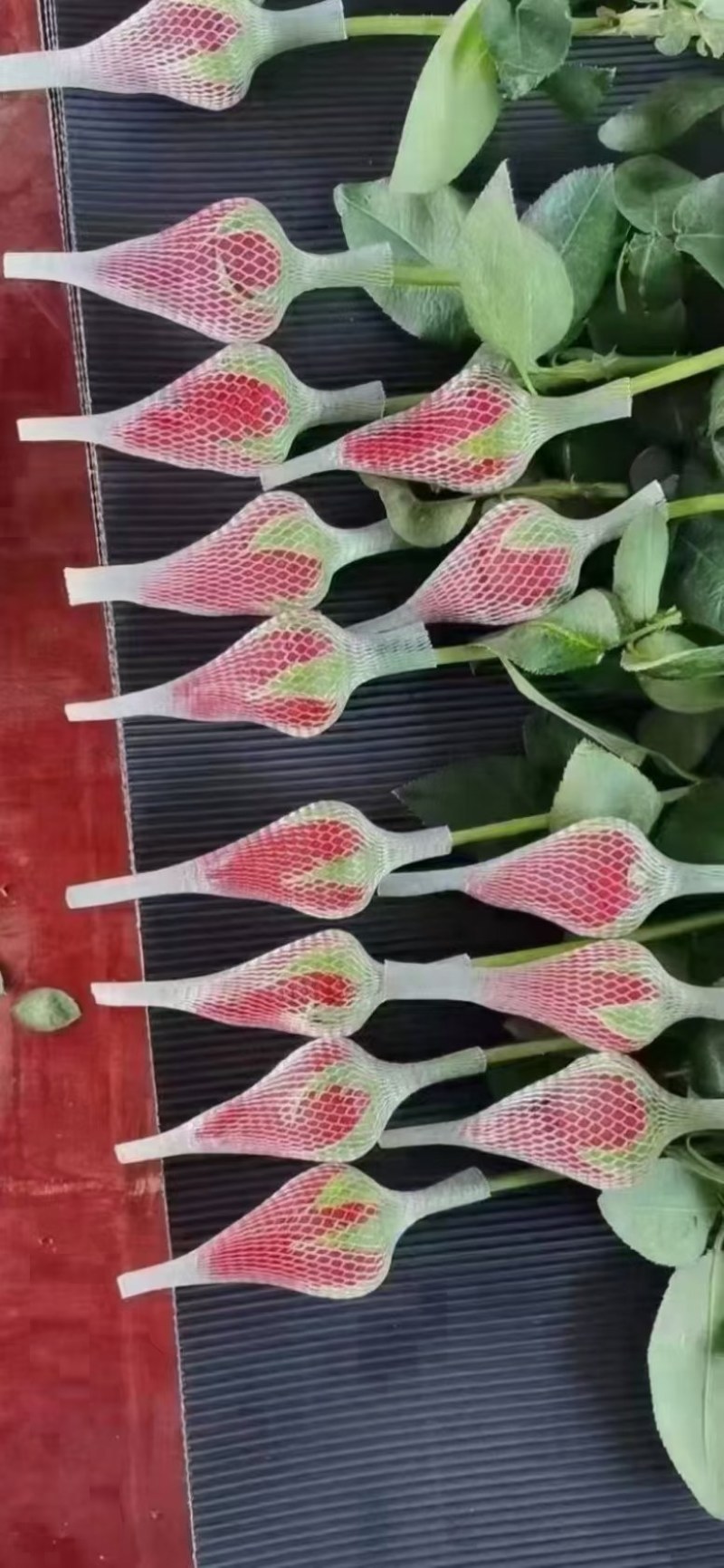 彩玫各种色齐全，洛神，高原红，卡布奇诺，高盛弗洛伊德香槟