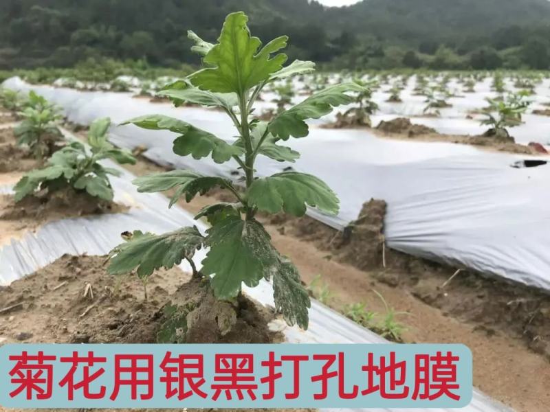 【辣椒专用】银黑打孔地膜白菜玉米西红柿草莓防草反光