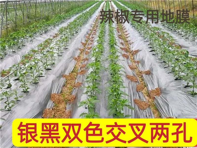 【辣椒专用】银黑打孔地膜白菜玉米西红柿草莓防草反光