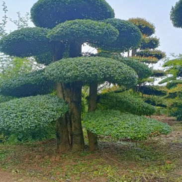 对节白蜡基地直销京山一手货源。