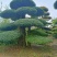 对节白蜡基地直销京山一手货源。
