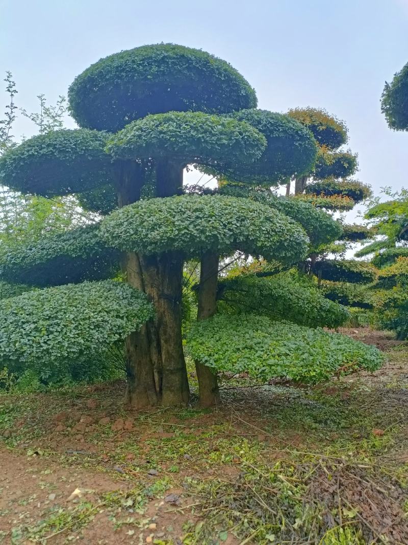 对节白蜡基地直销京山一手货源。