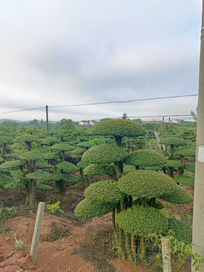 对节白蜡基地直销京山一手货源。